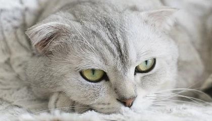 华体会登录入口-吉鲁替补绝杀送蓝军出线 兰帕德为何总看不上他？